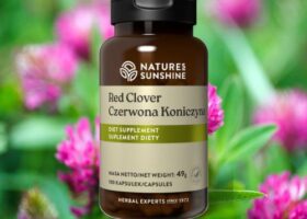 Red Clover (Trifoglio rosso)